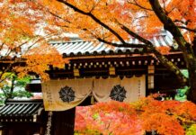 Affluent Travel Collection Advisors Curate 5 Musts for 2025 The Affluent Collection