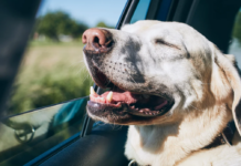 Top 20 Must-Have Items for Traveling with Pets