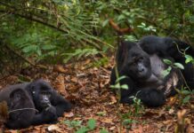 Experience Gorilla Trekking with African Adventure Specialists